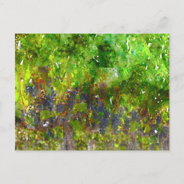 Rote Weintrauben Postkarte (Vorderseite)