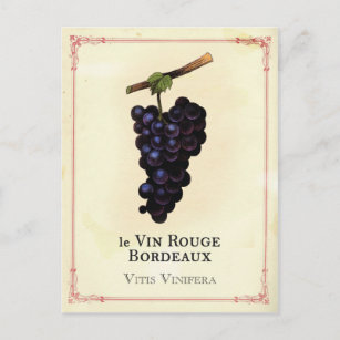 Rote Weintrauben Postkarte