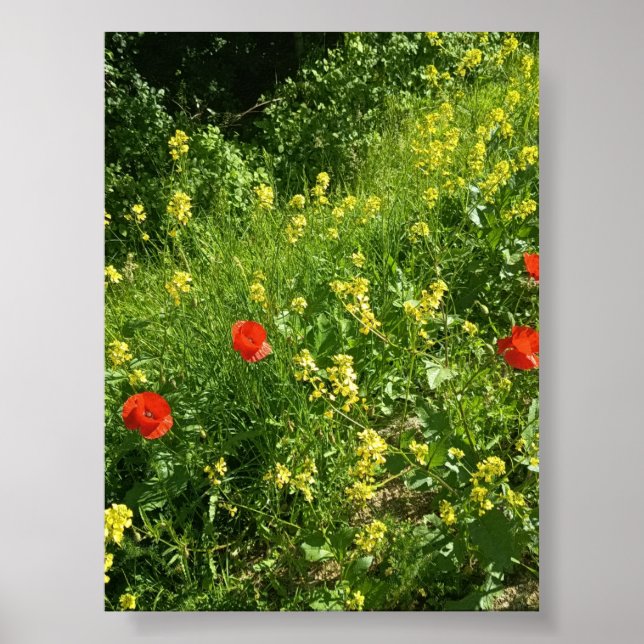 Rote Wildblumen im Sommerwiesen-Poster Poster (Vorne)