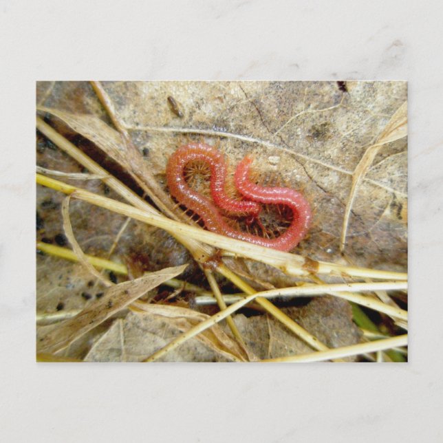 Rote Zentipede Geophilomorpha (Strigamia) Postkarte (Vorderseite)