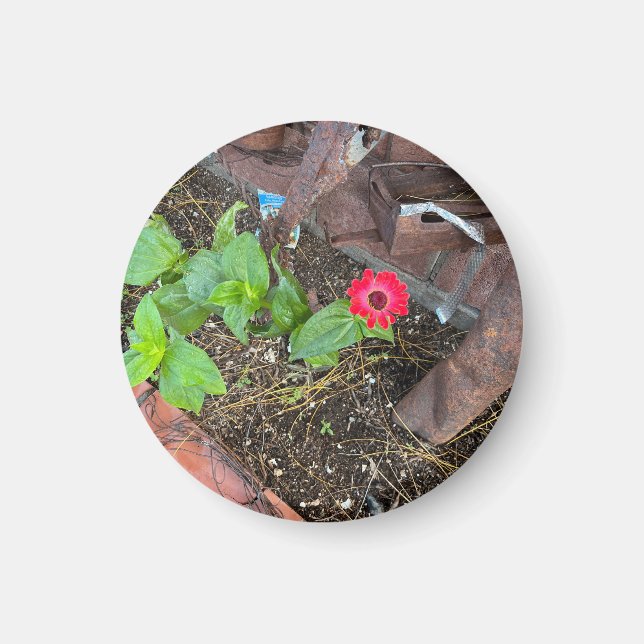 Rote Zinnia mit rostigen Objekten Magnet (Vorne)