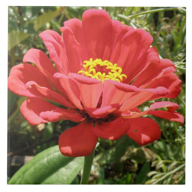 Rote Zinnienfliese Fliese (Vorderseite)