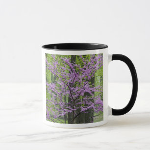 Rotebudenbäume in voller Frühjahrsblüte nahe Defia Tasse