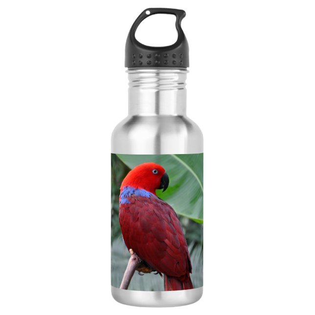 Roteklektischer Papagei Edelstahlflasche (Vorderseite)