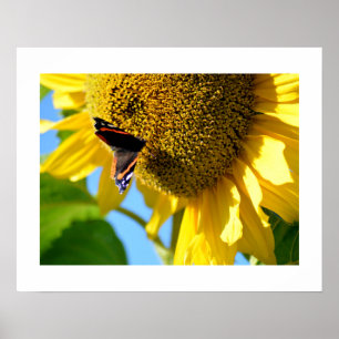 Roter Admiral Butterfly auf einer Sonnenblume Poster