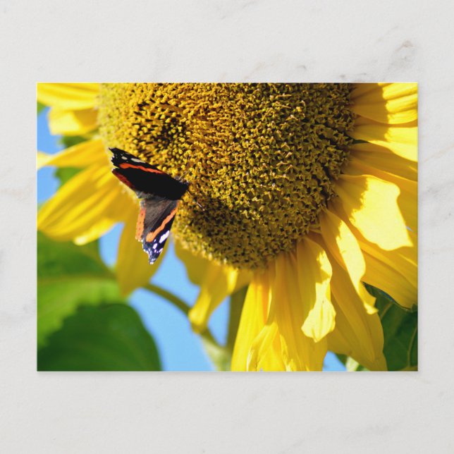 Roter Admiral Butterfly auf einer Sonnenblume Postkarte (Vorderseite)