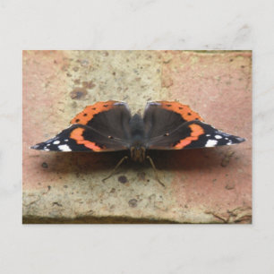 Roter Admiral Butterfly Postkarte