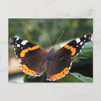 Roter Admiral Butterfly Postkarte