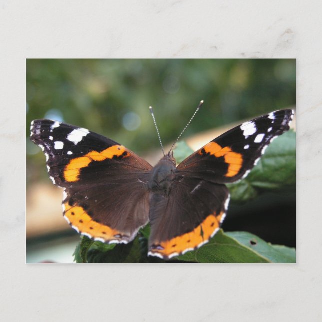 Roter Admiral Butterfly Postkarte (Vorderseite)