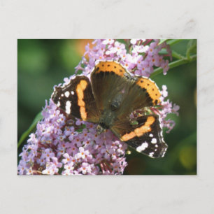 Roter Admiral Butterfly und Buddleia Postkarte