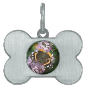 Roter Admiral Butterfly und Buddleia-Tag Tiermarke
