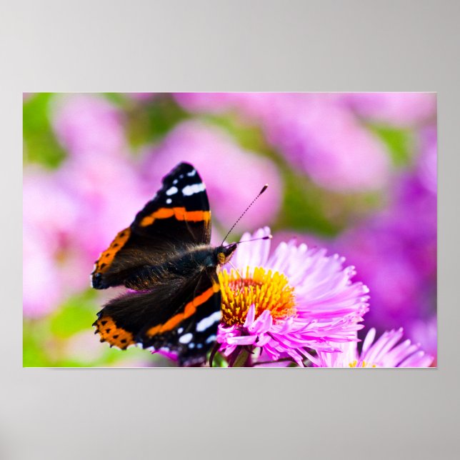 Roter Admiral Schmetterling auf Blume Poster (Vorne)