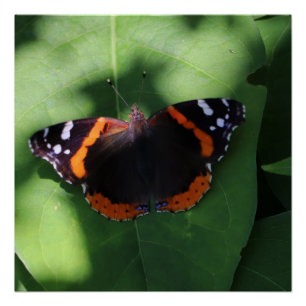 Roter Admiral Schmetterling auf grünen Blättern  Poster