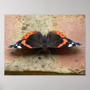 Roter-Admiral-Schmetterling-Druck Poster
