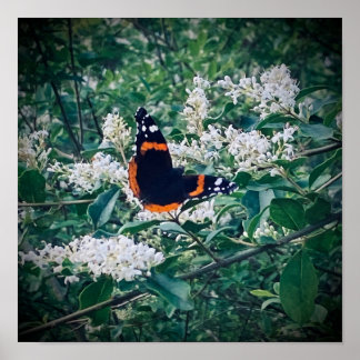 Roter Admiral Schmetterling Poster