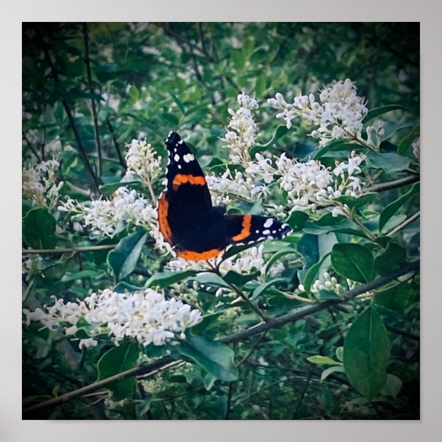 Roter Admiral Schmetterling Poster (Vorne)