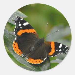 Roter Admiral-Schmetterling Runder Aufkleber