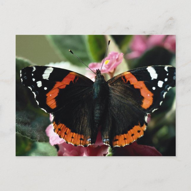 Roter Admiral, Vanessa atalanta Postkarte (Vorderseite)