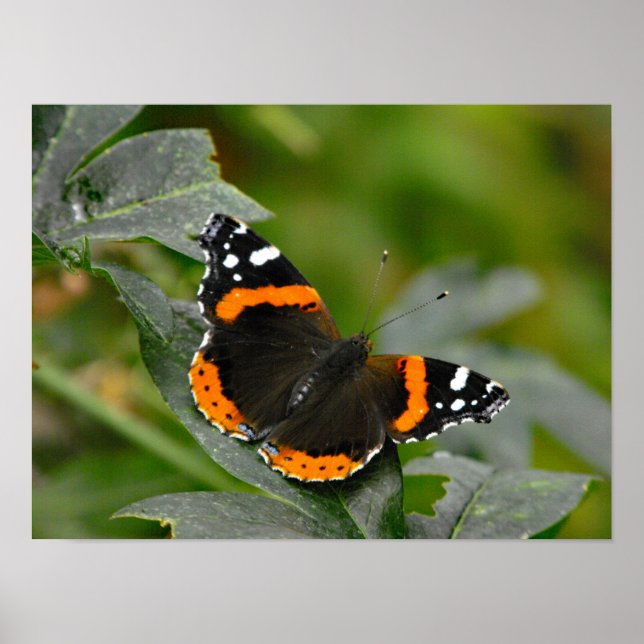 Roter Admiralschmetterling Poster (Vorne)
