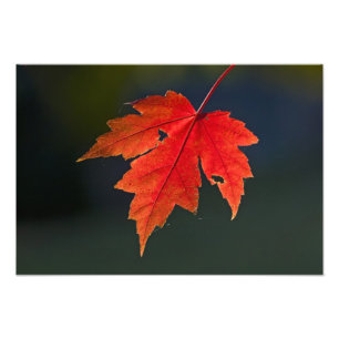 Roter Ahorn Acer rubrum) rotes Blatt im Herbst, Fotodruck