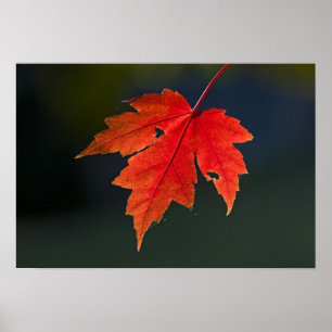 Roter Ahorn Acer rubrum) rotes Blatt im Herbst, Poster