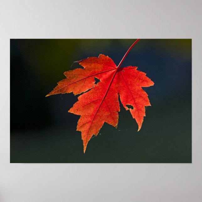 Roter Ahorn Acer rubrum) rotes Blatt im Herbst, Poster (Vorne)