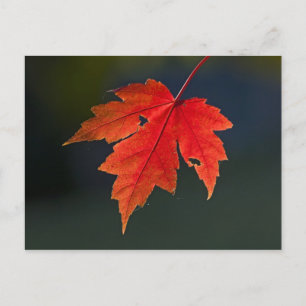 Roter Ahorn Acer rubrum) rotes Blatt im Herbst, Postkarte
