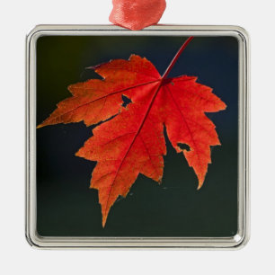 Roter Ahorn Acer rubrum) rotes Blatt im Herbst, Silbernes Ornament