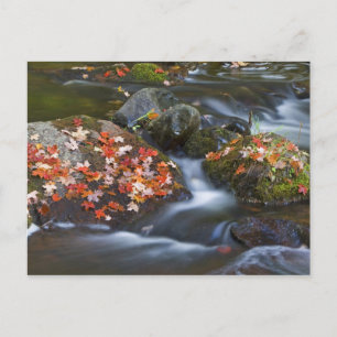 Roter Ahorn Blätter Teppichboden aus den Felsen in Postkarte