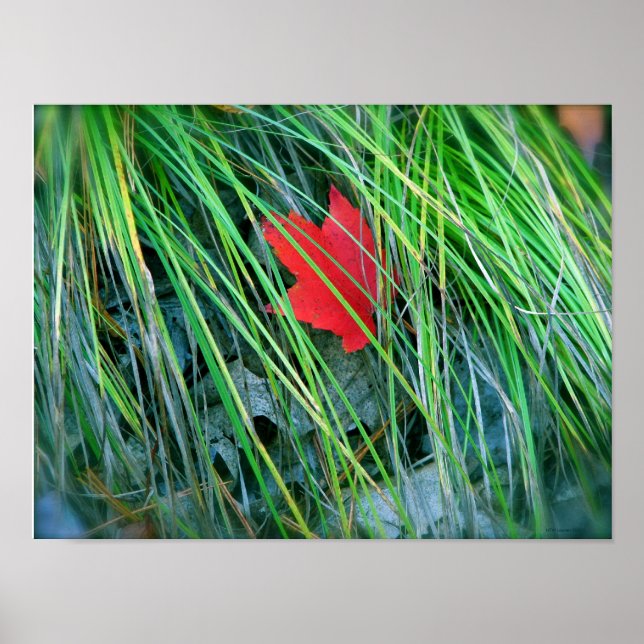 Roter Ahorn im Grünen Poster (Vorne)