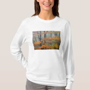 Roter Ahornbaum, Acer rubrum, Porträt im nebligen T-Shirt