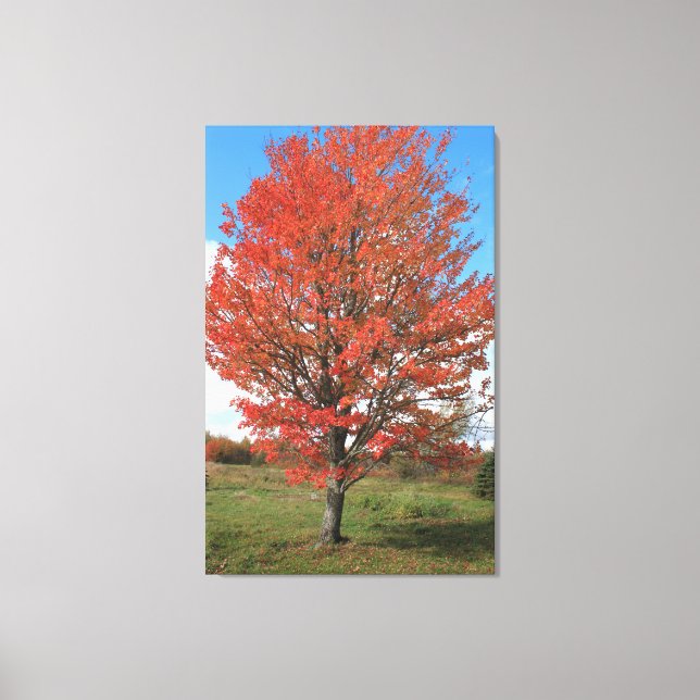 Roter Ahornbaum im Herbst Leinwanddruck (Vorderseite)