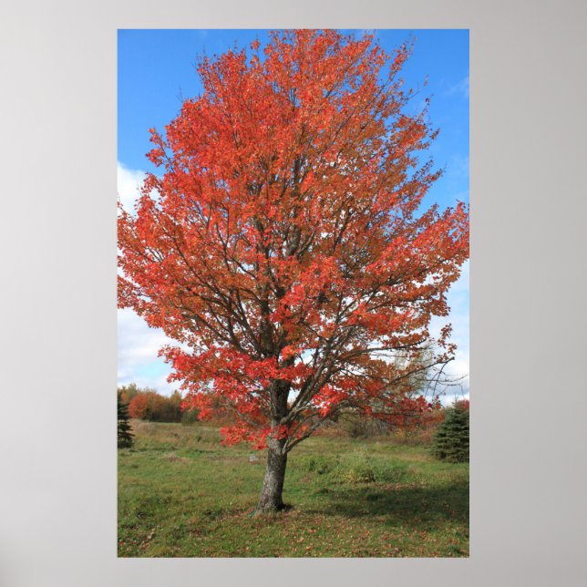 Roter Ahornbaum im Herbst Poster (Vorne)