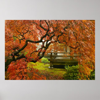 Roter Ahornbaum im japanischen Garten Poster