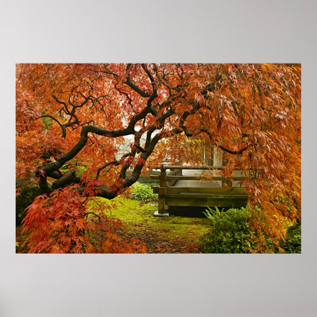 Roter Ahornbaum im japanischen Garten Poster (Vorne)