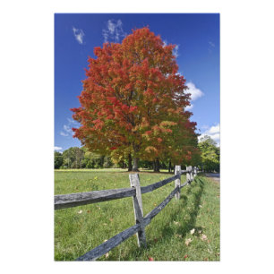 Roter Ahornbaum in Herbstfarben, bei Concord, 2 Fotodruck