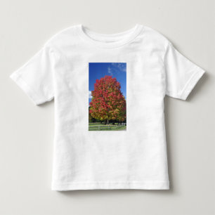 Roter Ahornbaum in Herbstfarben, bei Concord, Kleinkind T-shirt