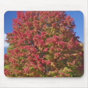 Roter Ahornbaum in Herbstfarben, bei Concord, Mousepad