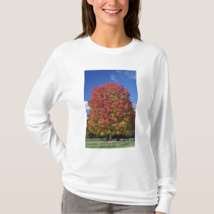 Roter Ahornbaum in Herbstfarben, bei Concord, T-Shirt