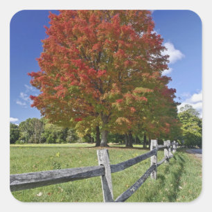Roter Ahornbaum in Herbstfarben, nahe Concord, 2 Quadratischer Aufkleber