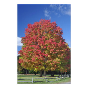 Roter Ahornbaum in Herbstfarben, nahe Concord, Fotodruck