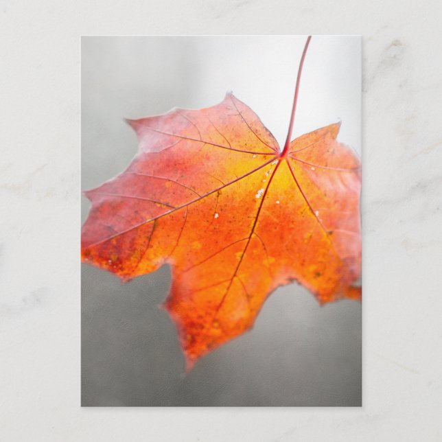 Roter Ahornleaf - Mystischer Herbst Postkarte (Vorderseite)