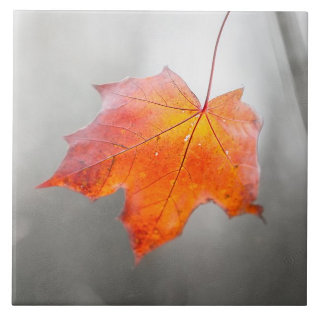 Roter Ahornleaf - Velvet Herbst Fliese (Vorderseite)