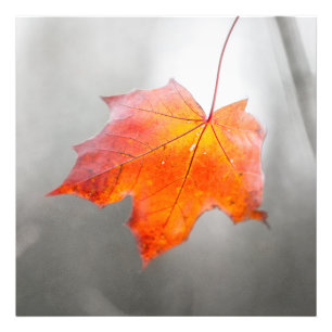Roter Ahornleaf - Velvet Herbst Fotodruck