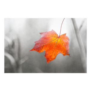Roter Ahornleaf - Velvet Herbst Fotodruck