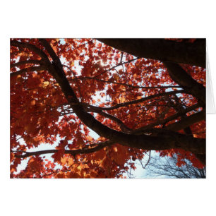 Roter Ahornzweige Herbstfarben