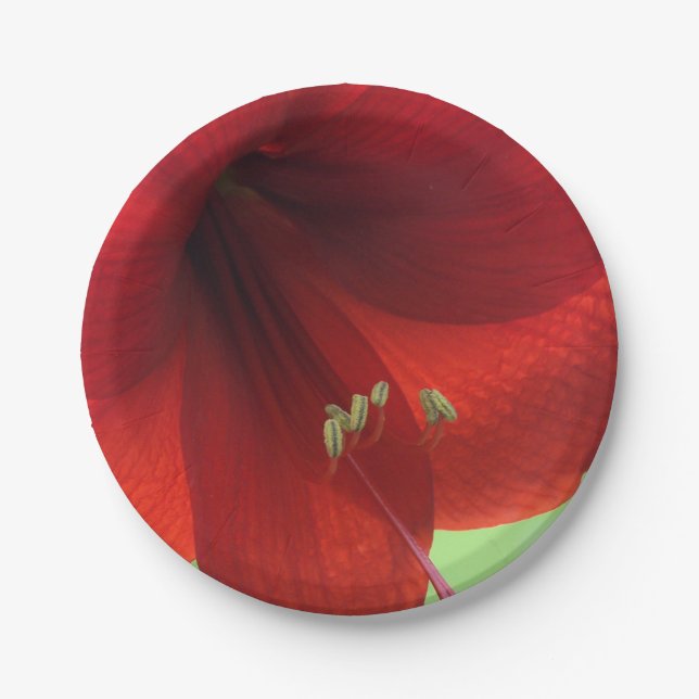 Roter Amaryllis-Blumen-Papier-Teller Pappteller (Vorderseite)