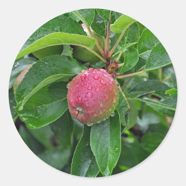 Roter Apfel auf Baum Runder Aufkleber (Vorderseite)