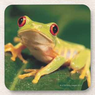 Roter Augenbaumfrosch Untersetzer