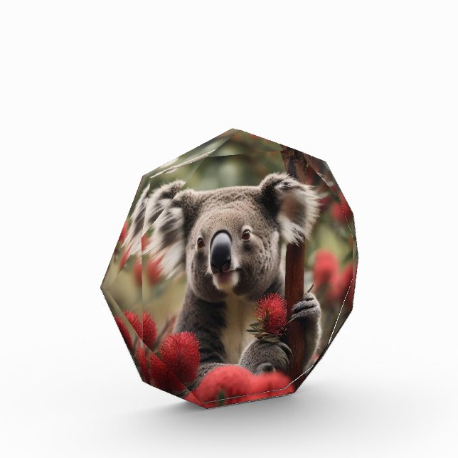 Roter Banksienbaum mit Koala-Bär, Fotoblock (Links)